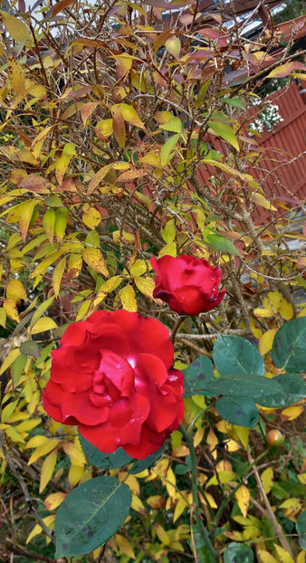  - 2023 - 03 - Toamna