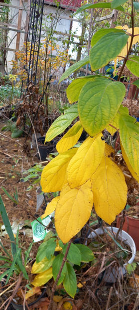  - 2023 - 03 - Toamna