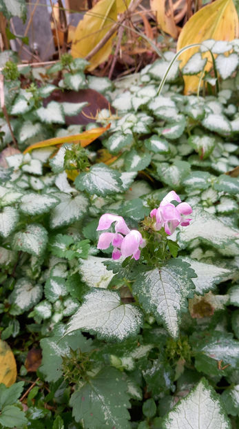  - 2023 - 03 - Toamna