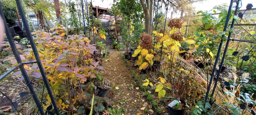  - 2023 - 03 - Toamna