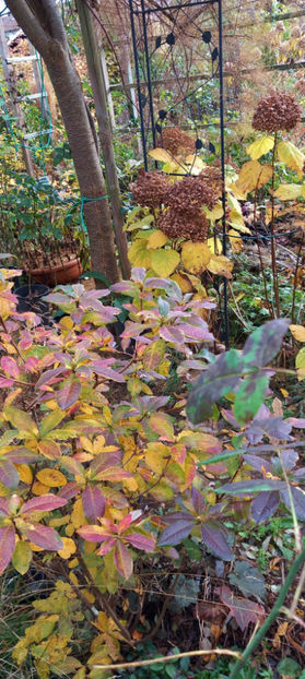  - 2023 - 03 - Toamna