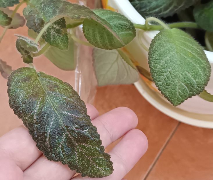 Priviti diferenta! Aceeasi tija, da? - Achimenes si alte gesneriaceae - la studiat