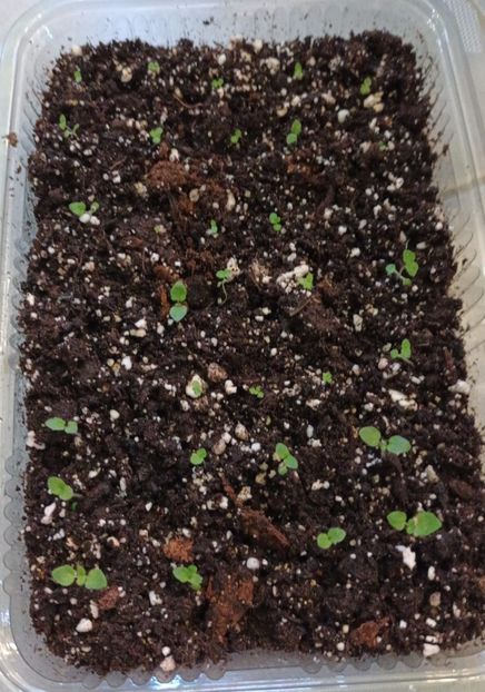 Mai tineti minte semintele de la gloxinia cu floare simpla? - Achimenes si alte gesneriaceae - la studiat