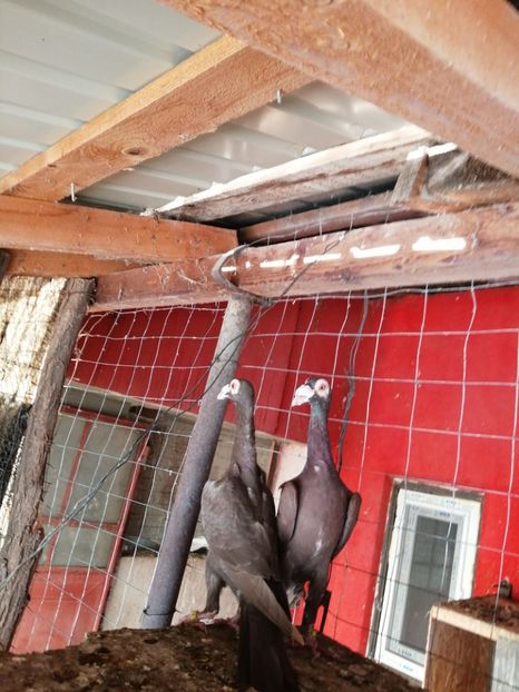  - CARRIER PT MATCA 2024