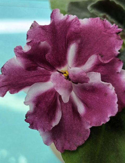 Moroznaia Visina - PORTRETE