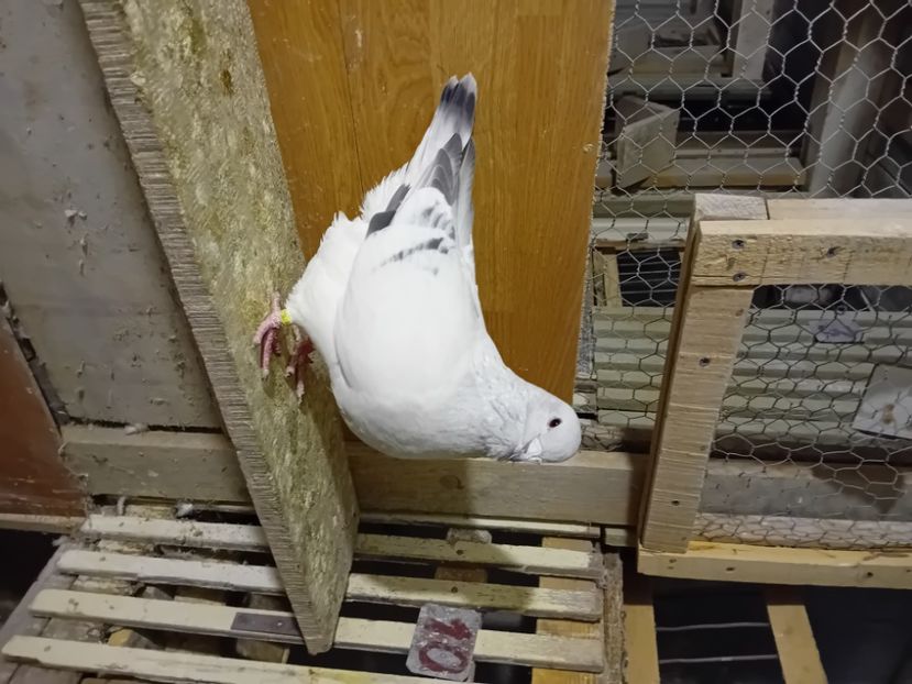  - 9masculi azur matca 2022