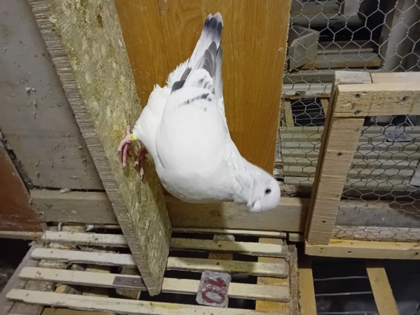  - 9masculi azur matca 2022