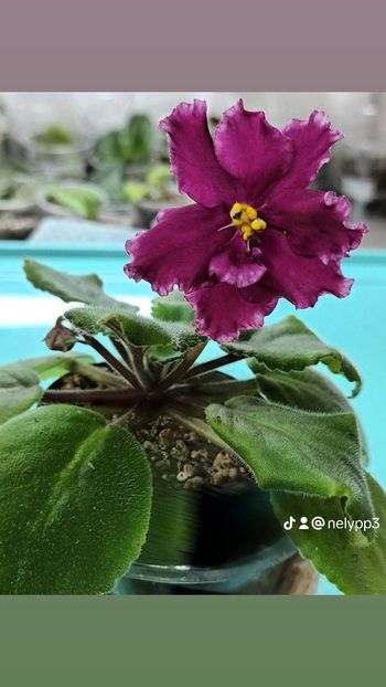 e83c26ab0491c929e873798245784d66_0 - AV - Samuraj