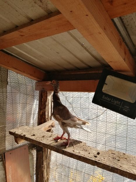 0-1;;;2023 - VÂNZARE PORUMBEI