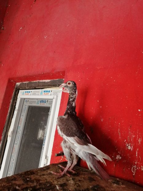 0-1.2023 - VÂNZARE PORUMBEI