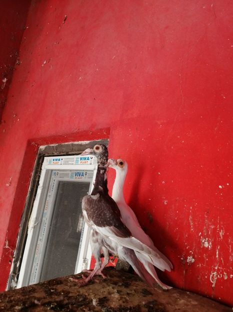 0-1.2023 - VÂNZARE PORUMBEI