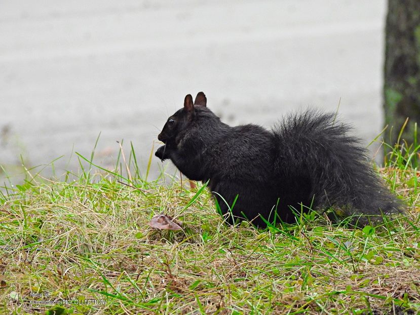 Black Canadian ecureuil - Veverita canadiana neagra  - Black Squirrel 4 - B - ANIMALS