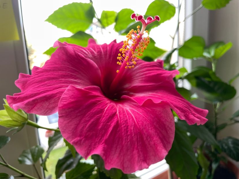  - 001 - Hibiscusi 2023