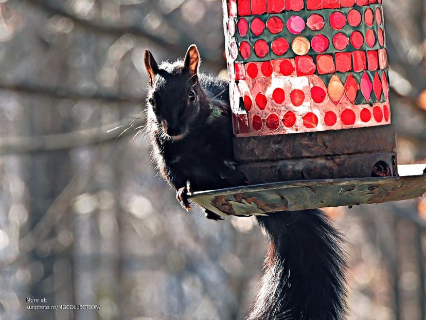 Black Canadian ecureuil - Veverita canadiana neagra  - Black Squirrel 5 - ANIMALS