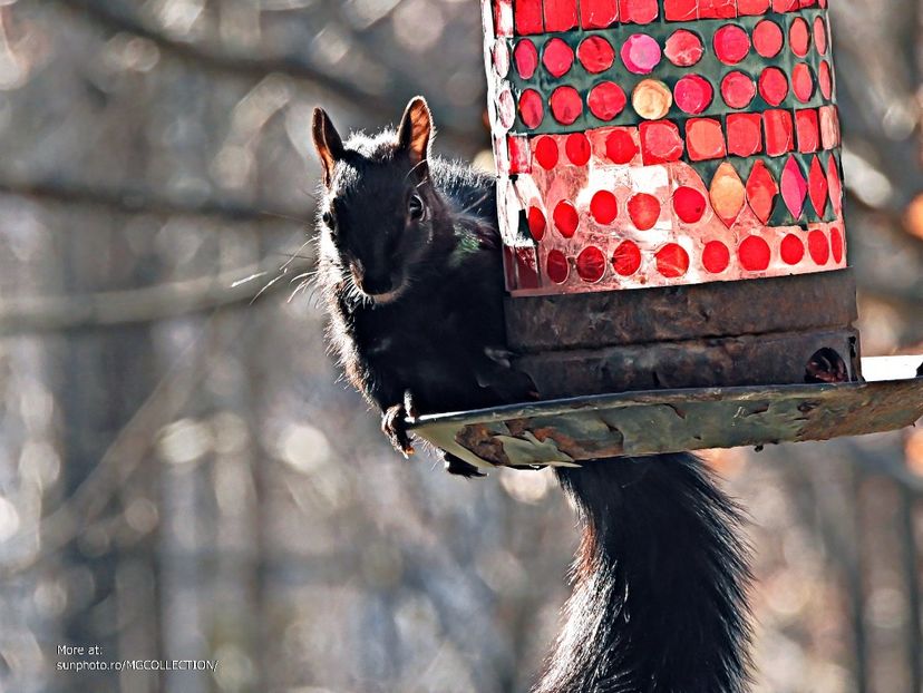 Black Canadian ecureuil - Veverita canadiana neagra  - Black Squirrel 5 - B - ANIMALS
