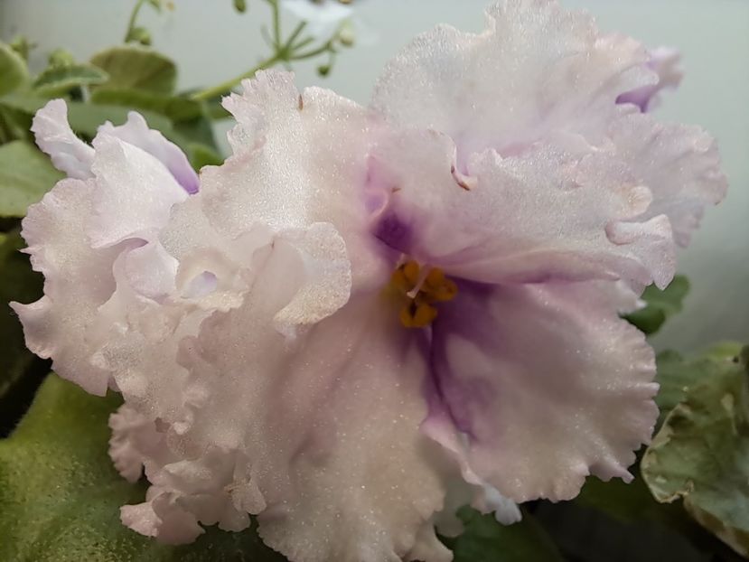  - Violeta Bold Party Girl sport