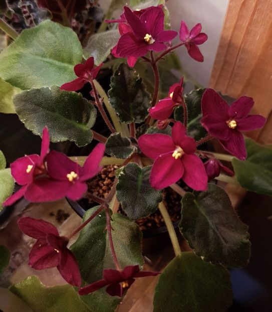  - Violeta Mac s rouge rogue