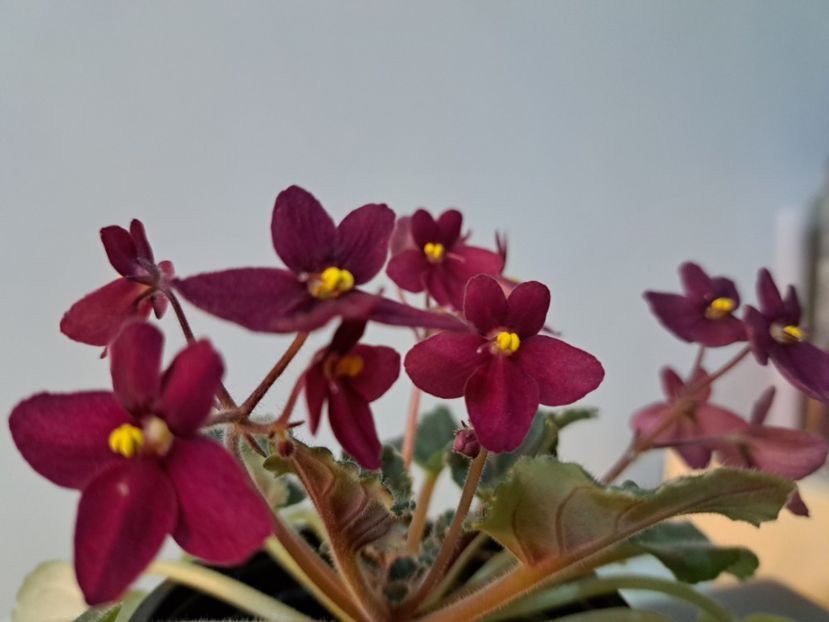  - Violeta Mac s rouge rogue