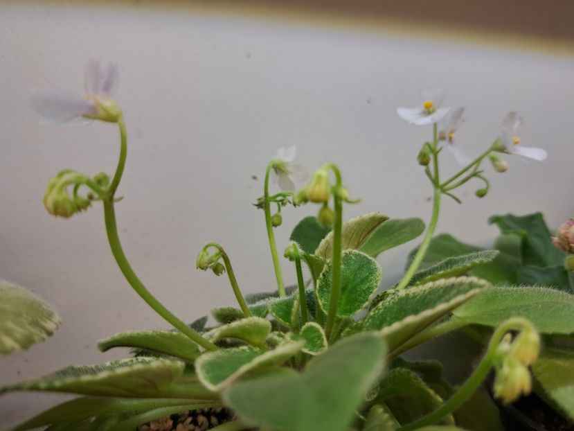  - Violeta Alan s Fallen Angel