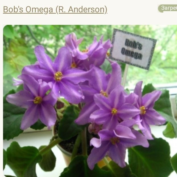 Foto net - Violeta Bob s Omega