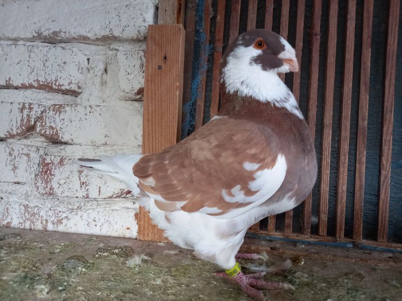 Mascul 2023 - AMERICAN GIANT HOMER MASCULI MATCĂ