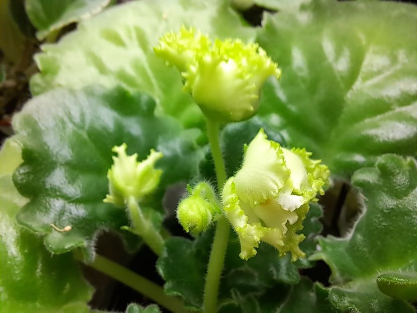  - Violeta RS izumrudnii gorod