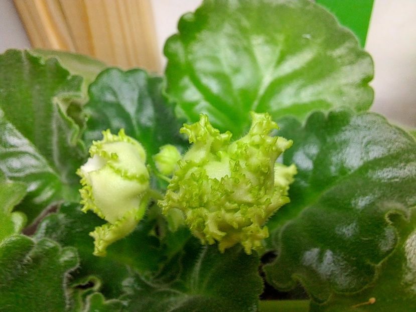  - Violeta RS izumrudnii gorod