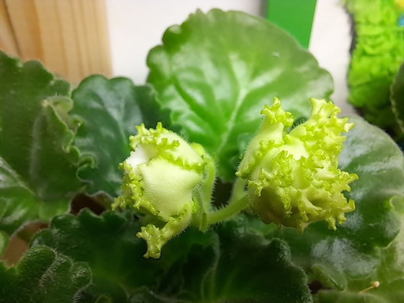  - Violeta RS izumrudnii gorod