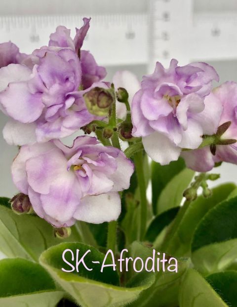 Poză net - SK Afrodita