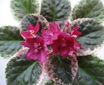 Poză net - Red Sun Rising 2 zzz