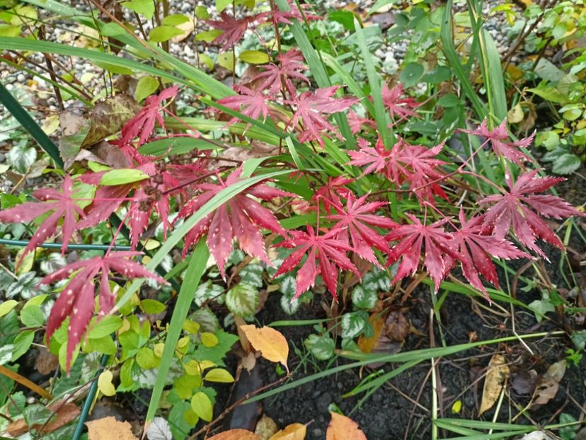 22.11.2023 Trompenburg - Grădina 2023 continuare 5