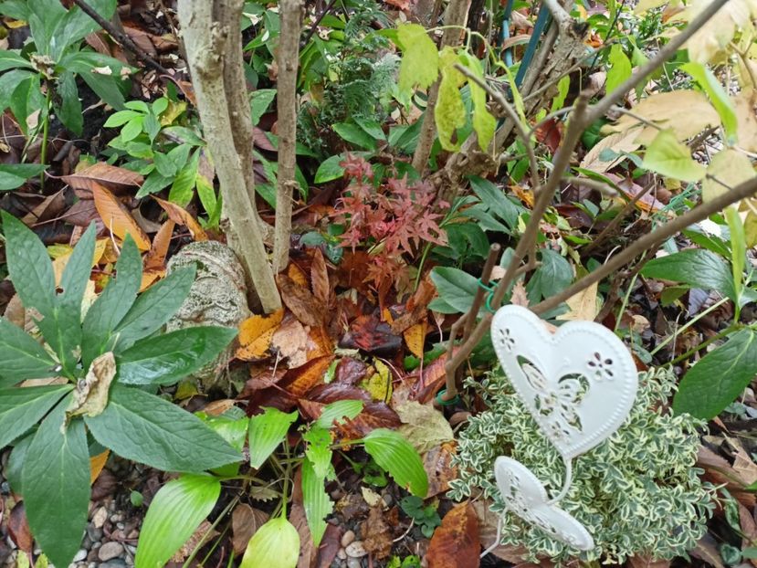 Acer Phoenix - Grădina 2023 continuare 5