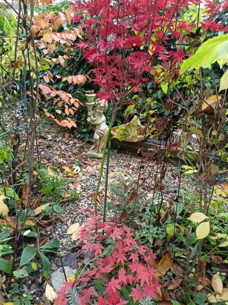 Shaina și Atropurpureum - Grădina 2023 continuare 5