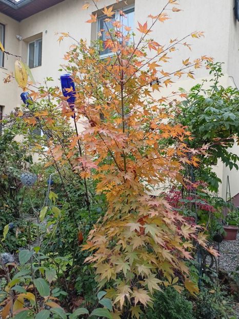 Asahi-Zuru - Grădina 2023 continuare 5