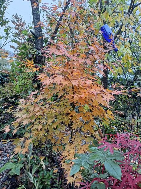  - Grădina 2023 continuare 5