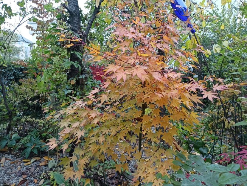  - Grădina 2023 continuare 5