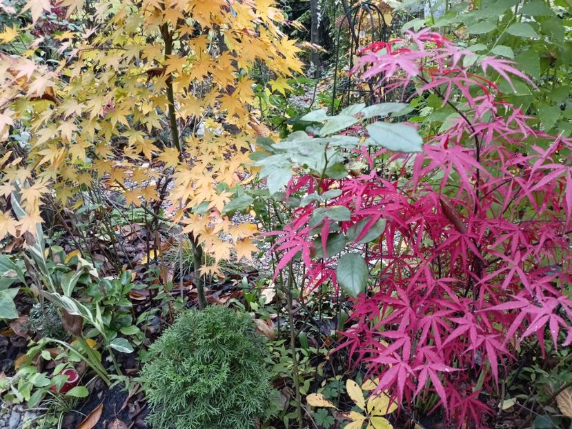 Asahi-Zuru și Hubb's Red Willow - Grădina 2023 continuare 5