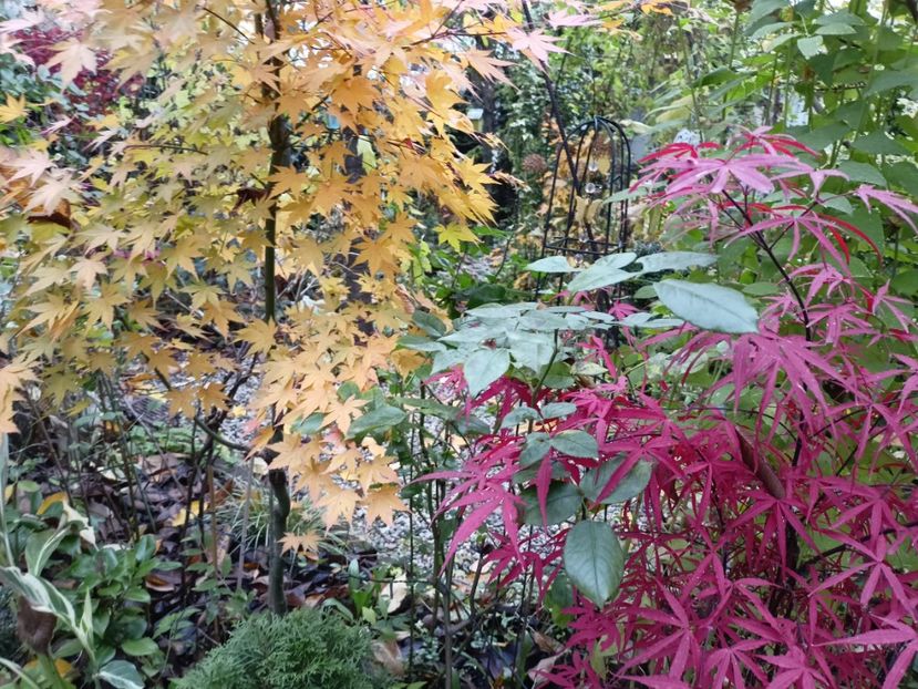  - Grădina 2023 continuare 5