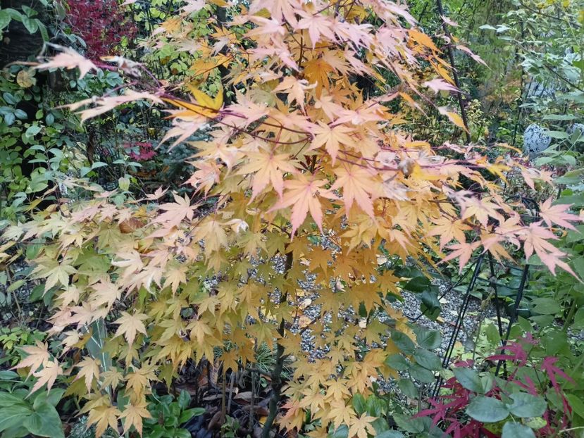  - Grădina 2023 continuare 5