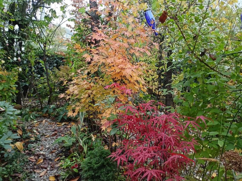  - Grădina 2023 continuare 5