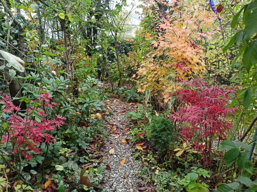  - Grădina 2023 continuare 5