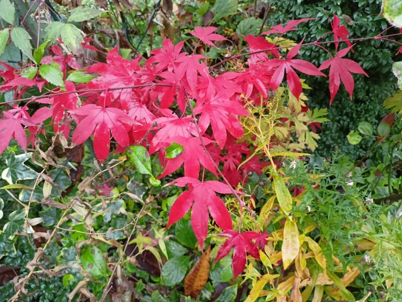 Osakazuki - Grădina 2023 continuare 5