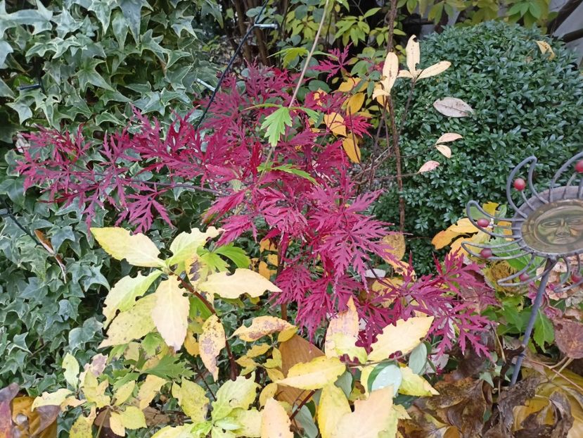 Firecracker - Grădina 2023 continuare 5