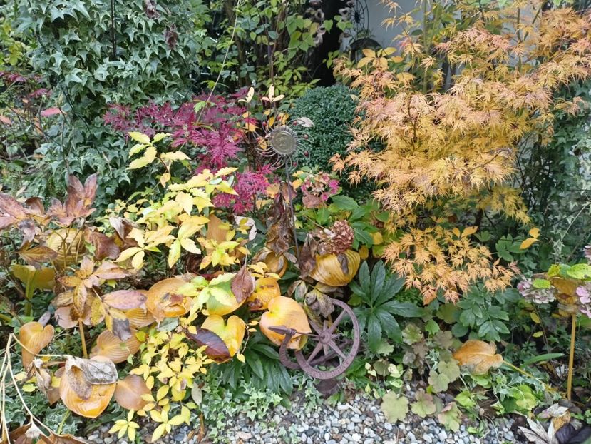  - Grădina 2023 continuare 5