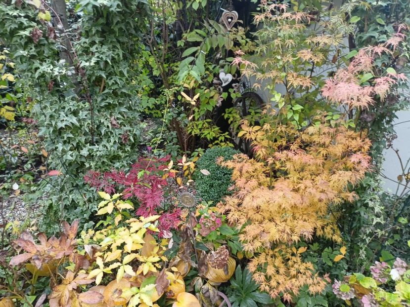  - Grădina 2023 continuare 5