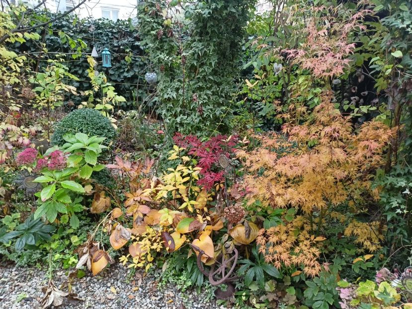  - Grădina 2023 continuare 5