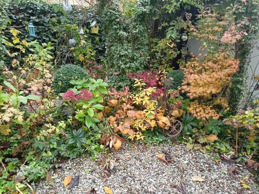  - Grădina 2023 continuare 5