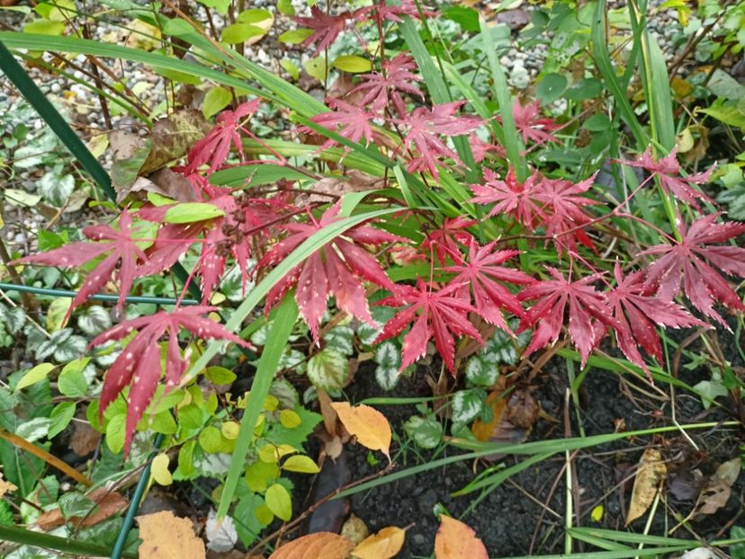 Trompenburg, 22.11.2023 - Arțari