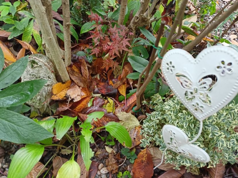 Acer palmatum "Phoenix" - Arțari
