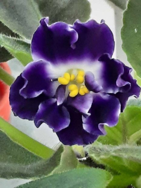  - NK-Stezhka V Osini